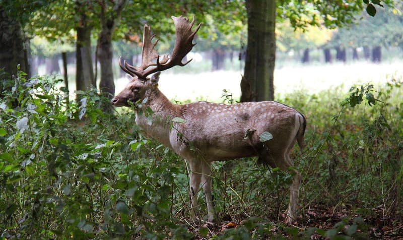 Deer In Dublins Phoenix Park